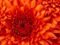 /album/my-gallery/chrysanthemum-jpg/