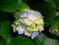 /album/my-gallery/hydrangeas-jpg/